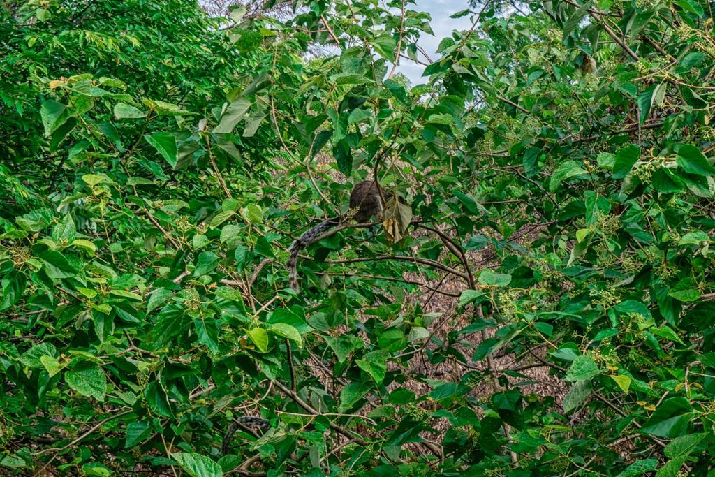 Wildescape Polonnaruwa Βίλα Εξωτερικό φωτογραφία
